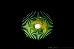 S N O O T #3 
Green algae (Acetabularia ryukyuensis) Ani... by Irwin Ang 